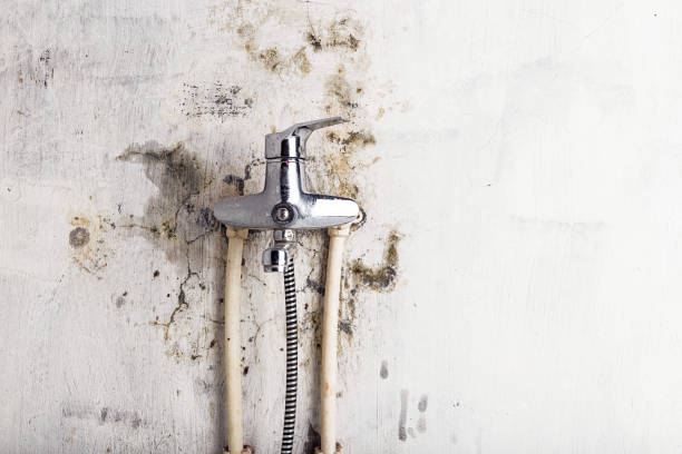 Best Mold Remediation for Schools in Tioga, ND