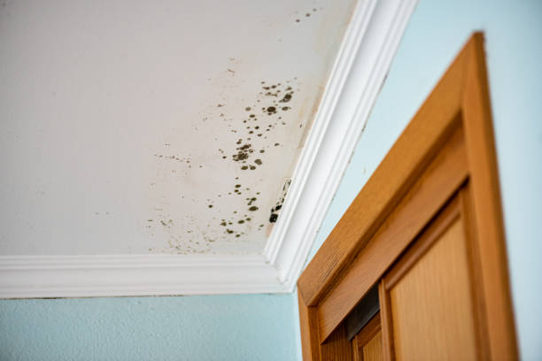 Best Residential Mold Remediation in Tioga, ND