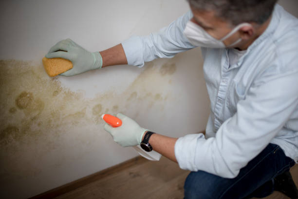 Trusted Tioga, ND Mold Remediation Experts
